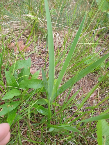 Blue Flag (Iris versicolor)