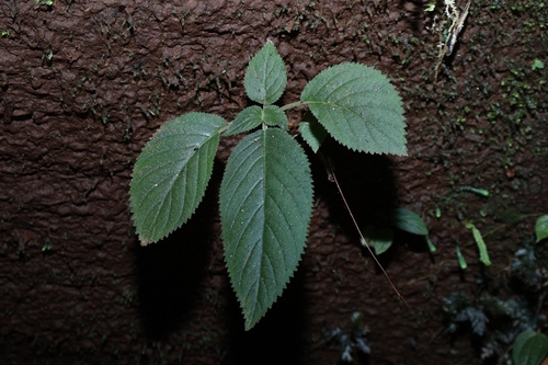 Didymocarpus cordatus