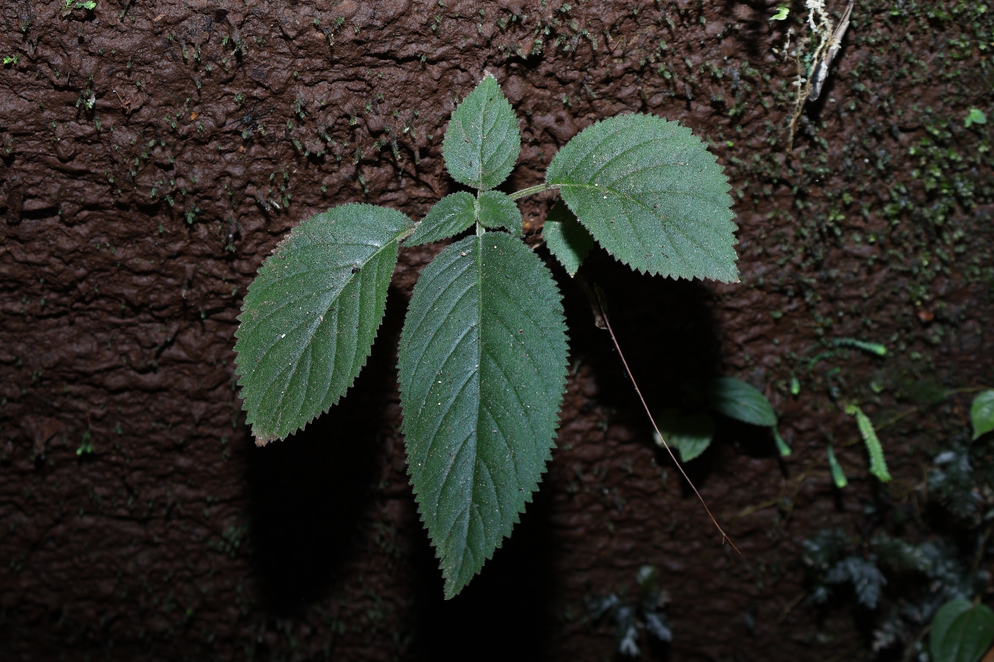 Didymocarpus cordatus