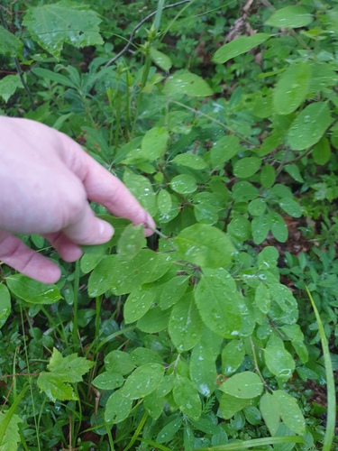 Mountain holly (Ilex mucronata)