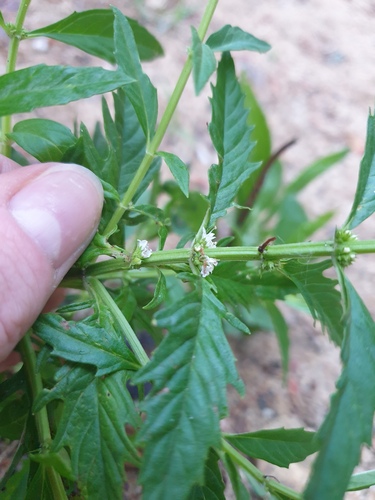 American bugleweed (Lycopus americanus)
