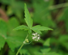 Hydrocotyle geraniifolia