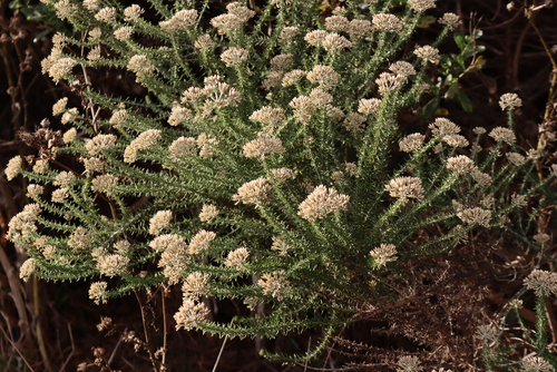 White bristle bush (Metalasia muricata)