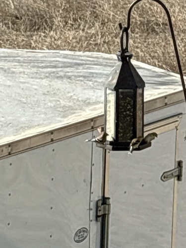 American Goldfinch