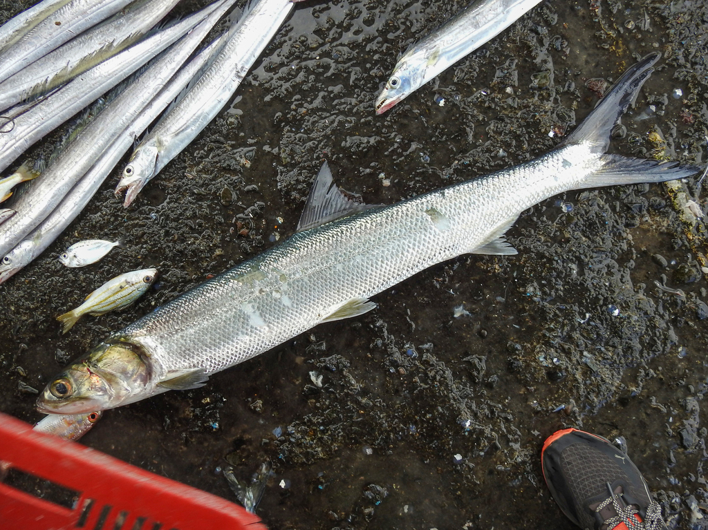 Hawaiiaanse tarpoenharing (Elops hawaiensis) — Elopidae