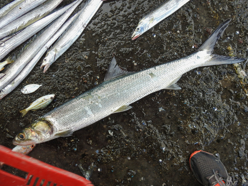 Banana fish (Elops hawaiensis) — Elopidae