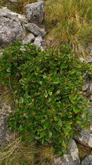 Brachyglottis buchananii