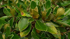 Brachyglottis buchananii