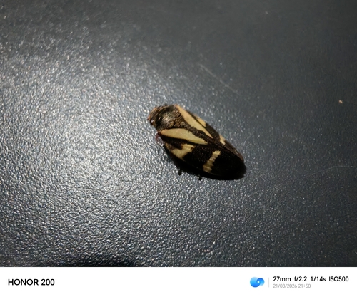 Deois flavopicta