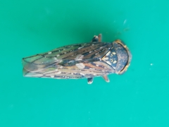 Cicadellidae
