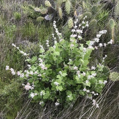 Malacothamnus clementinus