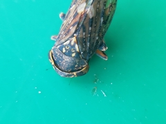 Cicadellidae