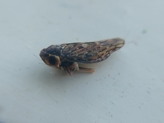 Cicadellidae