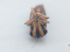 Cicadellidae
