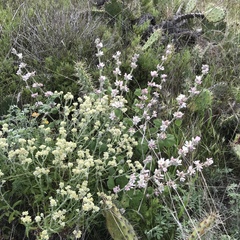 Malacothamnus clementinus