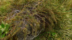 Dracophyllum pubescens