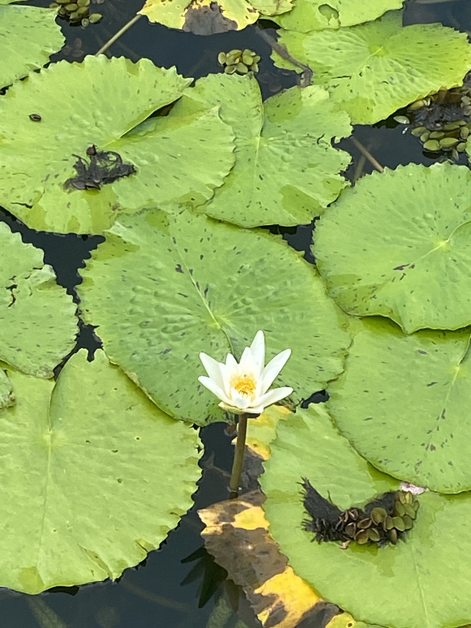 Nymphaea pulchella