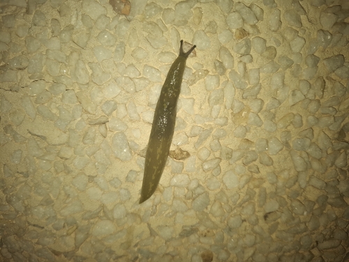 Limacus flavus