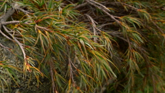 Dracophyllum pubescens