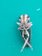 Cicadellidae