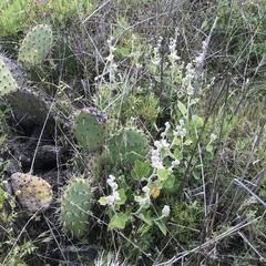 Malacothamnus clementinus