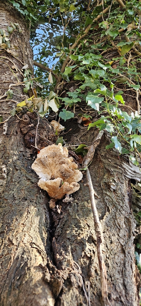 Laetiporus sulphureus · March 2026 · photo: © run4 (iNaturalist, cc-by)