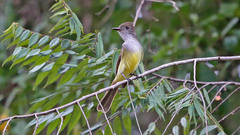 Myiarchus tuberculifer