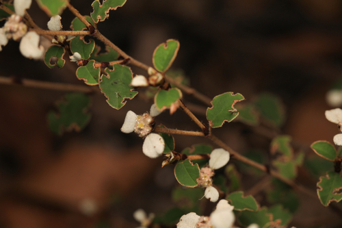 Thyme-leaved spyridium (Spyridium thymifolium)