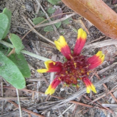 Gaillardia aestivalis