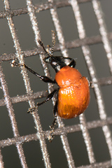 Homoeolabus analis