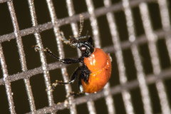 Homoeolabus analis