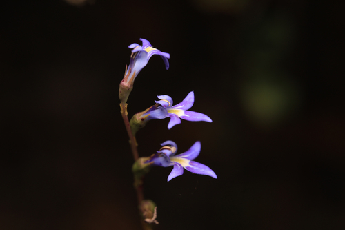 tall lobelia (Lobelia gibbosa)