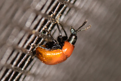 Homoeolabus analis