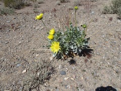 Enceliopsis covillei