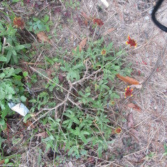 Gaillardia aestivalis