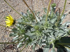 Enceliopsis covillei