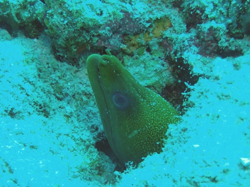 Undulated Moray — seen at this dive site