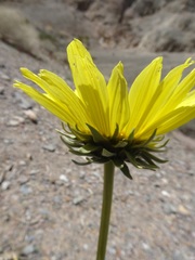 Enceliopsis covillei