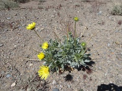 Enceliopsis covillei