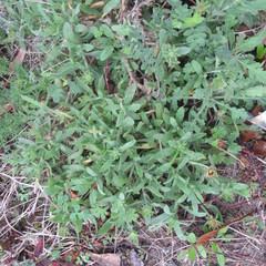 Gaillardia aestivalis
