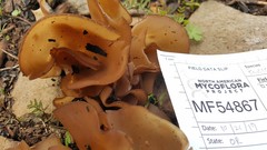 Daleomyces petersii