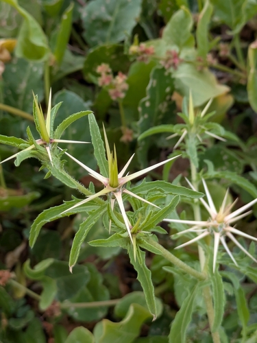 Eastern Star-thistle (Centaurea hyalolepis)