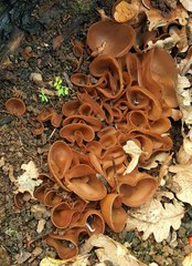 Daleomyces petersii