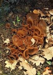 Daleomyces petersii
