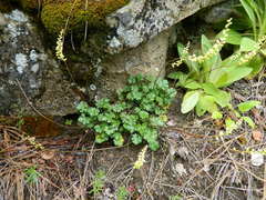 Heuchera grossulariifolia