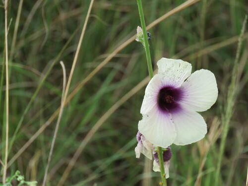 Brown Indianhemp (Hibiscus cannabinus)
