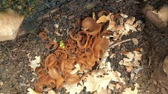 Daleomyces petersii