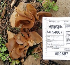 Daleomyces petersii