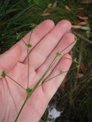 Juncus prismatocarpus