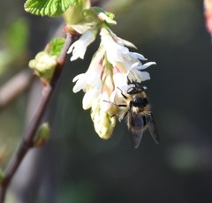 Criorhina nigripes